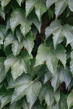 Bitki yeşil yaprak estetik duvar kağıdı. Doğa biyolojik eko arka planı
