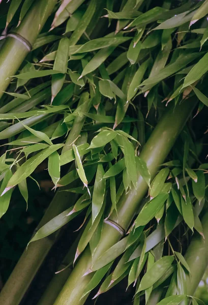 Bamboo background. Bio, eco, nature wallpaper
