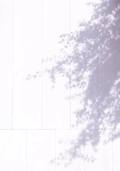 Stylový Stín Stromu Bílé Stěně Minimální Estetické Zázemí — Stock fotografie