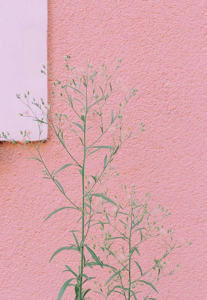 Växter Rosa Stadens Modekoncept Snygg Botanisk Tapet Grön Estetik Bakgrund — Stockfoto