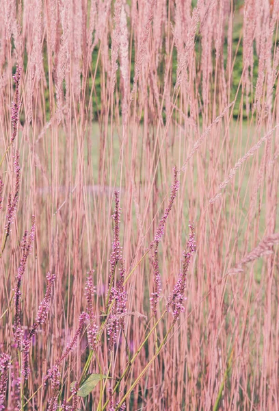 Bio Eco Natura Koncepcja Tła Pole Żyta Stylowa Pionowa Tapeta — Zdjęcie stockowe