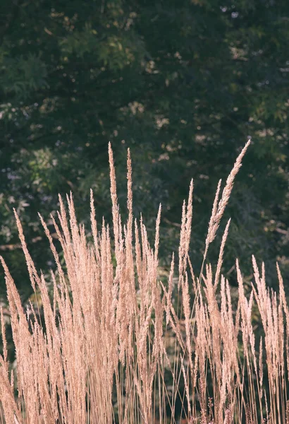 Bio Eco Doğa konsepti. Çavdar tarlası. Dikey duvar kağıdını stil et