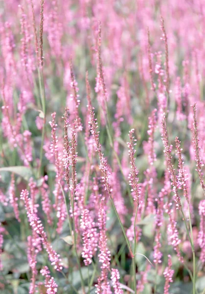 Bio Eco Natuur Concept Achtergrond Violet Flowers Veld Stijlvolle Verticale — Stockfoto