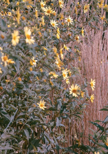 バイオエコ自然植物愛好家の概念背景 黄色の花畑 スタイリッシュな垂直壁紙 — ストック写真