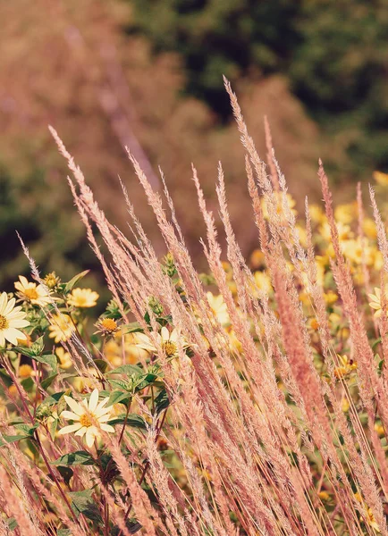 Eko Przyroda Tło Dla Miłośników Roślin Żółte Kwiaty Pole Żyta — Zdjęcie stockowe