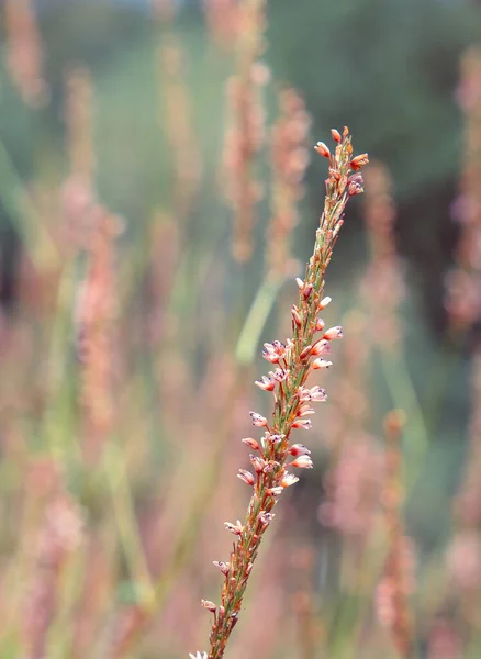 Hintergrund Öko Natur Pflanzenliebhaber Blume Ästhetische Tapete — Stockfoto