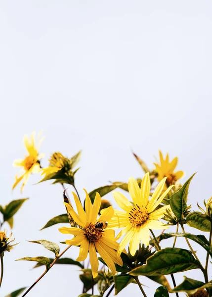 Eco, nature, plant lover  background.  Yellow Flower aesthetic wallpaper