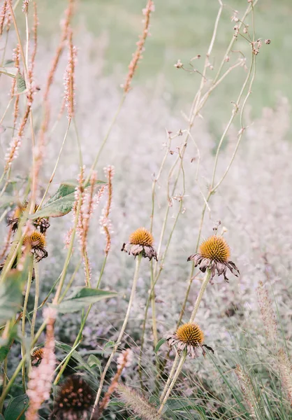 植物の恋人の背景 花の審美的な壁紙 旅行だ スロベニア カモミール畑 — ストック写真