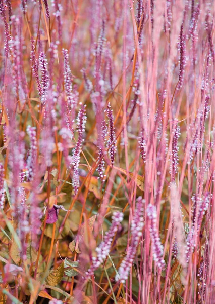 植物の恋人の背景 ピンクの花の美学 夏時間の概念 — ストック写真