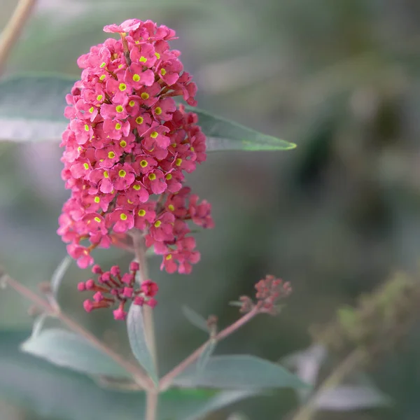 Eco Bio Natura Sfondo Amante Delle Piante Fiore Rosso Estetico — Foto Stock