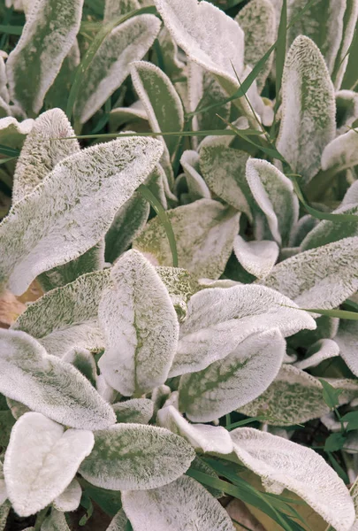 Bio Natuur Plant Groene Liefhebber Achtergrond Bladbloemen Stijlvol Eco Behang — Stockfoto