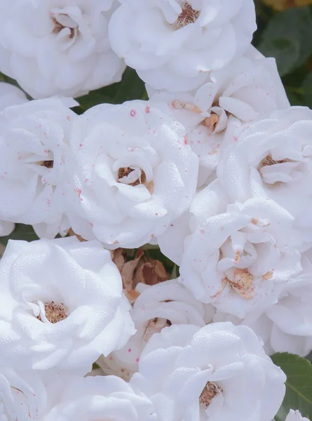 Natureza Fundo Amante Planta Rosas Flor Estética Hora Verão Conceito — Fotografia de Stock