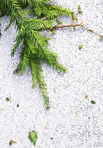 Pine Branches Asphalt Stylish Wallpaper Bio Nature Lover Concept — Fotografia de Stock