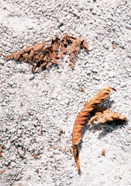 Dry leaves on the asphalt. Grey stylish wallpaper. Autumn concept