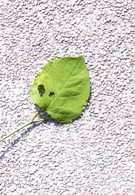 Green leaf on the asphalt. Stylish grey minimalist wallpaper. Bio, nature, green, save planet concept