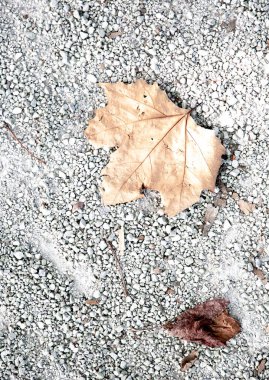 Dry leaves on the asphalt. Grey stylish wallpaper. Autumn concept
