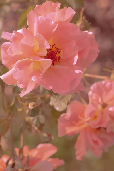 Pink Flower Aesthetic Wallpaper Summer Time Bloom Romantic Concept — Stock Photo, Image