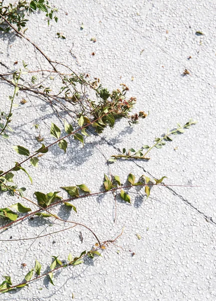 Tree Branches Asphalt Stylish Minimalist Wallpaper Bio Nature Green Lover — Foto Stock