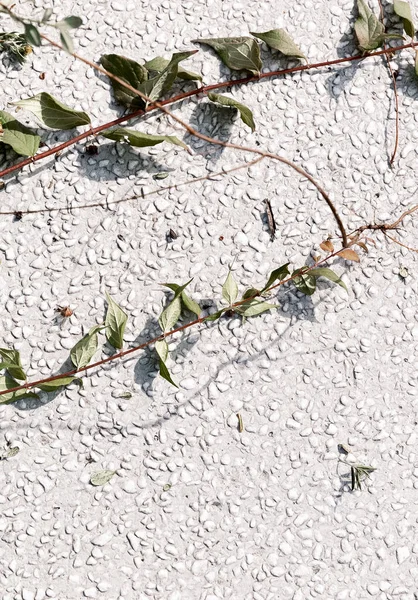 Tree Branches Asphalt Stylish Grey Minimalist Wallpaper Bio Nature Green — Foto Stock