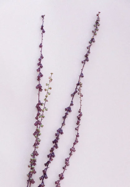 Violet Branch White Wall Aesthetic Wallpaper Autumn Floral Plant Background — Stock Photo, Image