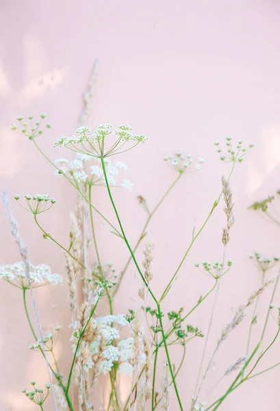 米黄色的墙上挂着白花和阳光的影子 美观的最小壁纸 夏季植物背景组成 — 图库照片