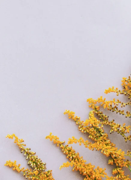Kwiaty Mimosa Białej Ścianie Minimalna Estetyczna Tapeta Jesień Lato Kwiatowy — Zdjęcie stockowe