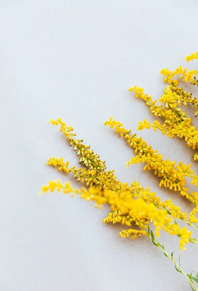 Mimosa Flowers White Wall Aesthetic Minimal Wallpaper Autumn Summer Floral — Stock Photo, Image