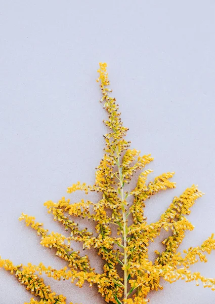 Mimosa Flowers White Wall Aesthetic Minimal Wallpaper Autumn Summer Floral — Stock Photo, Image