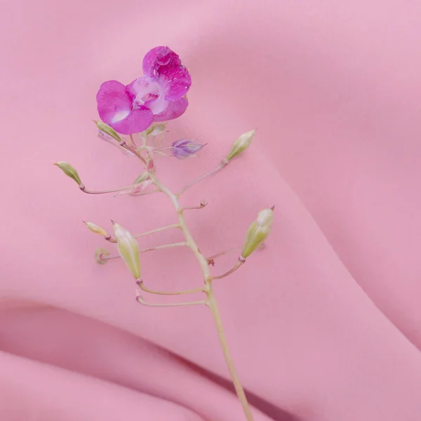 Purple Flower Pink Fabric Background Aesthetic Minimal Wallpaper Summer Spring — Stockfoto