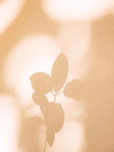 Κομψή Σκιά Φύλλων Μπεζ Τοίχο Ελάχιστο Αισθητικό Υπόβαθρο — Φωτογραφία Αρχείου