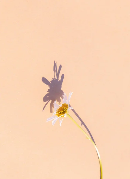 Chamomile Beige Background Summer Sunlight Shadows Aesthetic Minimal Wallpaper Stylish — Stockfoto