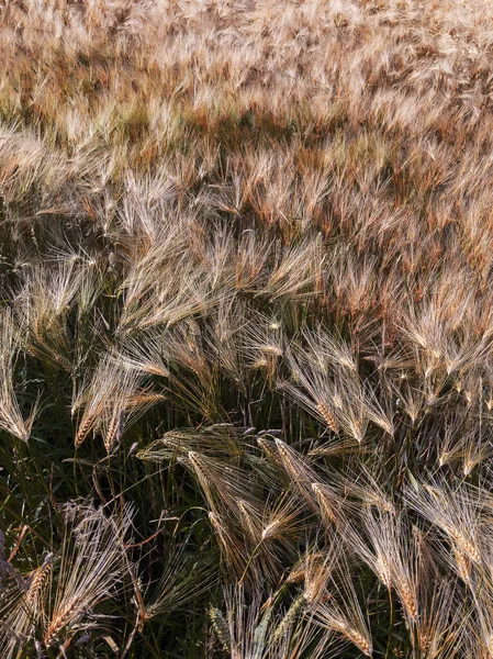 Stylish Bio Wallpaper Rye Field Nature Aesthetic Background — Stock Photo, Image