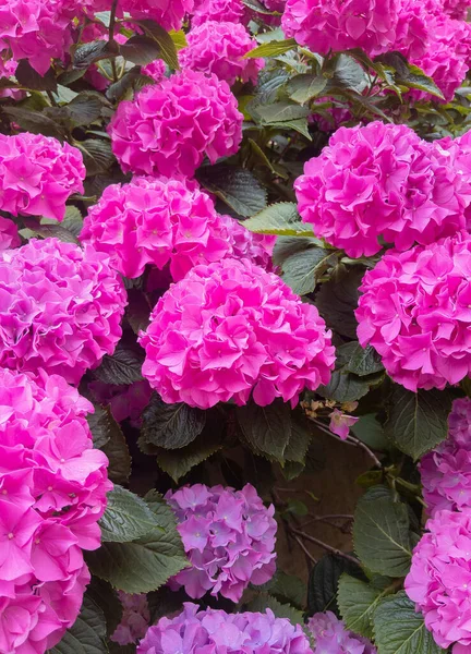 Elegante Fondo Pantalla Flores Color Rosa Fondo Estético Vegetal — Foto de Stock