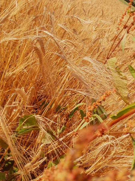 Stylowa Bio Ekologiczna Tapeta Pole Żyta Gold Nature Tło Estetyczne — Zdjęcie stockowe