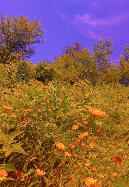 Eco Naturaleza Fondo Concepto Amante Las Plantas Campo Flores Amarillas — Foto de Stock