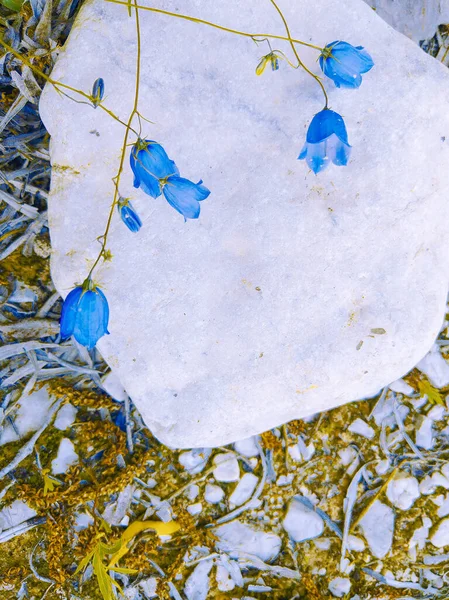 Stylowa Ekologiczna Bio Tapeta Białe Kamienie Dzikie Kwiaty Zachowaj Koncepcję — Zdjęcie stockowe