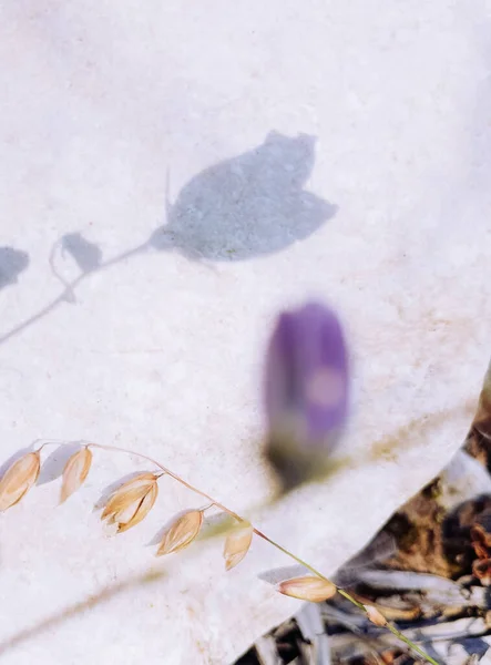 Stylowy Minimalistyczny Eko Tapeta Natury Kwiat Dzwonu Cienie — Zdjęcie stockowe
