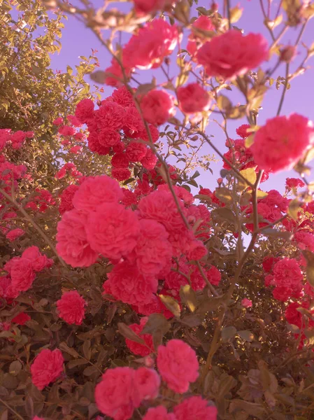 Papier Peint Floral Élégant Roses Rouges Parc Plein Air Arrière — Photo