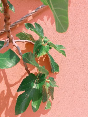 Akdeniz incirleri. Bitki estetiği duvar kağıdı. Seyahat et. Slovenya