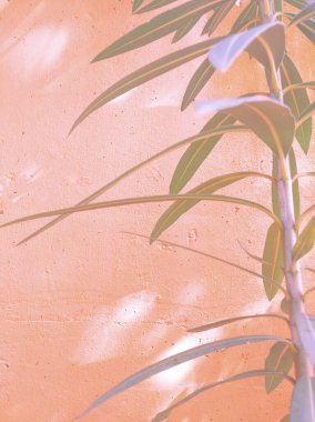 Şehir moda konseptinde pembe bitkiler. Şık botanik duvar kâğıdı. Yeşil ve yaz gölgeleri estetik arka plan