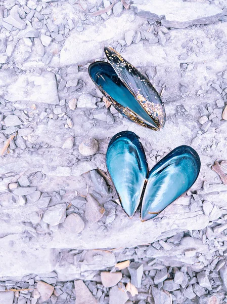 Mejillones Sobre Fondo Piedra Mar Elegante Estético Fondo Pantalla — Foto de Stock