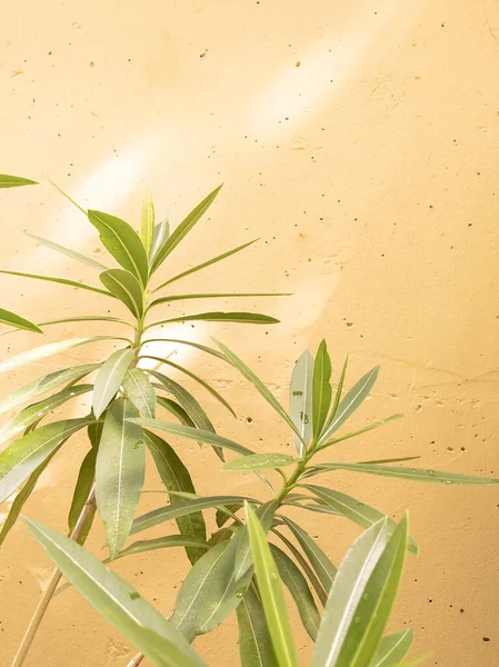 Rośliny Beżu Koncepcji Mody Miasta Stylowa Tapeta Botaniczna Zielone Letnie — Zdjęcie stockowe