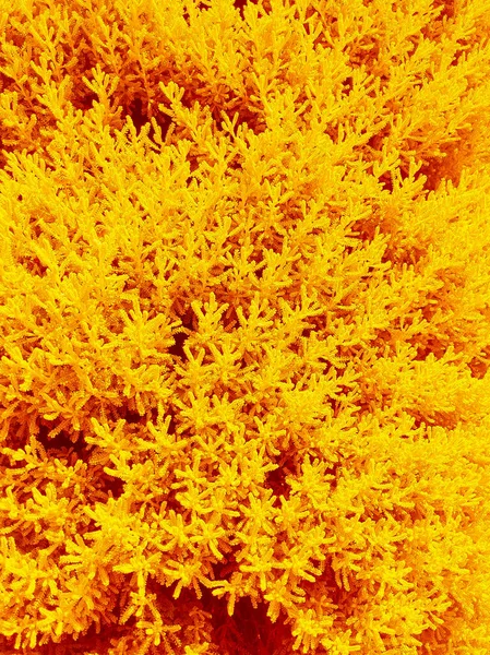 Стильные Натуральные Обои Желтые Цветы Фон Летняя Концепция — стоковое фото