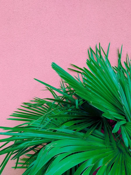 Papel Pintado Natural Moda Palma Pared Rosa Estética Minimalista — Foto de Stock