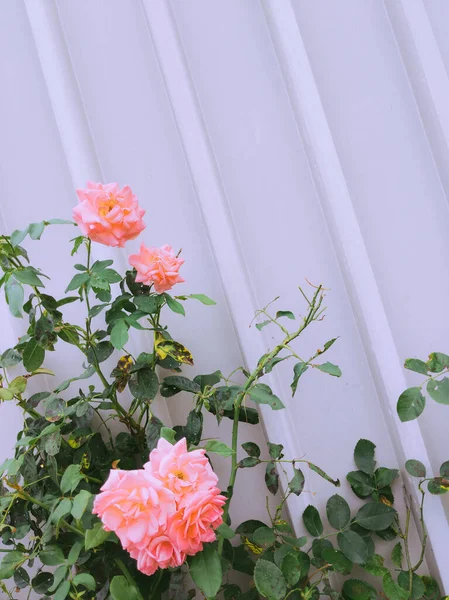 Fondo Pantalla Flores Con Estilo Rosas Textura Pared Gris Estética — Foto de Stock