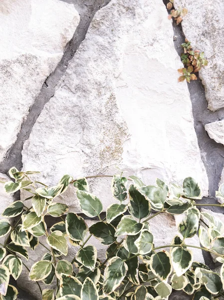 Moda Naturalna Bio Tapety Roślina Tle Kamiennej Ściany Minimalistyczna Estetyka — Zdjęcie stockowe