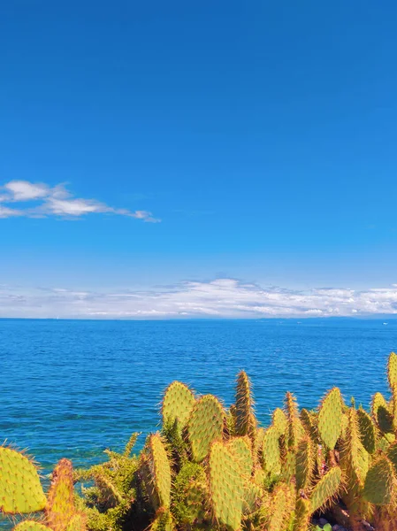 Elegante Sfondo Mediterraneo Cactus Vista Mare Viaggia Slovenia — Foto Stock