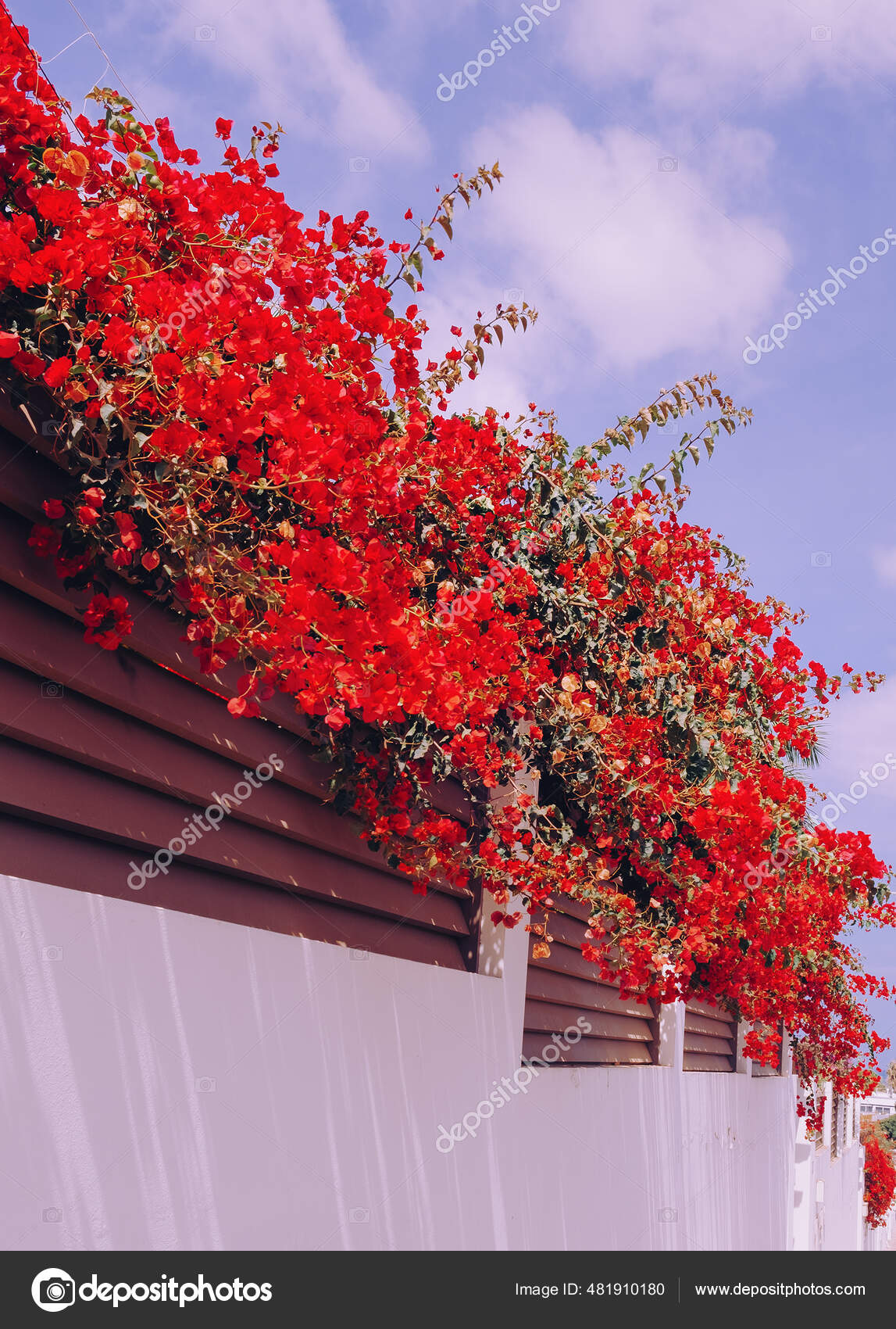 Red Flowers & Clouds Aesthetic Wallpapers - Flowers Wallpapers