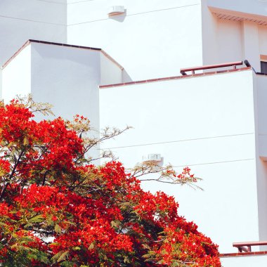 Güzel Kanarya konumu ve kırmızı çiçek ağacı. Gezgin estetik duvar kâğıdı