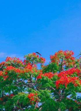 Çiçek açan kırmızı ağaç. Tropik bir yer. Kanarya adası. Şık tatil duvar kâğıdı